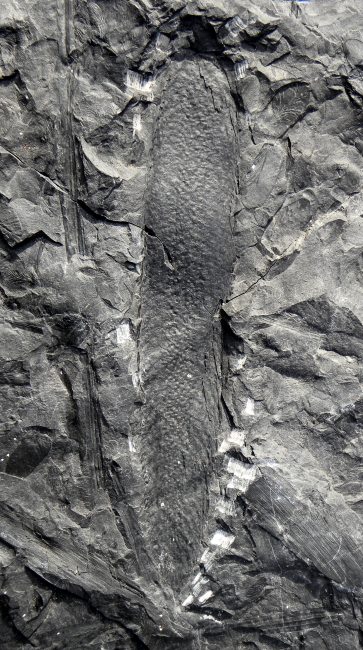 Lepidostrobus